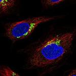 SNX29 Polyclonal Antibody