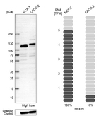 SNX29 Antibody in Western Blot (WB)