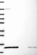 PSMG4 Antibody in Western Blot (WB)