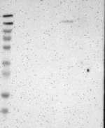 FNDC3A Antibody in Western Blot (WB)