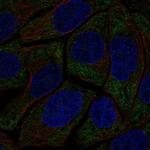 HECA Polyclonal Antibody