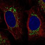 SDHAF3 Polyclonal Antibody