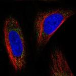 MRPL53 Antibody in Immunocytochemistry (ICC/IF)