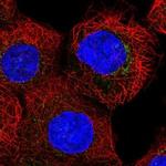 COG7 Polyclonal Antibody