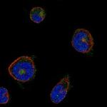 G6B Antibody in Immunocytochemistry (ICC/IF)