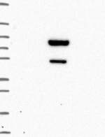 ZBTB9 Antibody in Western Blot (WB)
