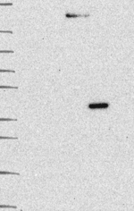MMAA Antibody in Western Blot (WB)