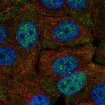 FAM222A Polyclonal Antibody