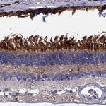 BCO2 Polyclonal Antibody