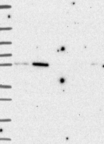BCO2 Antibody in Western Blot (WB)