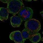 LRTM2 Polyclonal Antibody