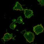 SLC24A4 Polyclonal Antibody