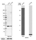 BarX2 Antibody in Western Blot (WB)