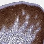 GLTP Polyclonal Antibody