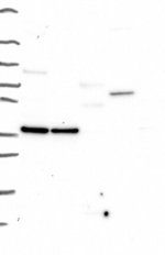 EGFLAM Antibody in Western Blot (WB)