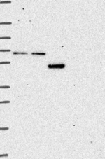 CCDC82 Antibody in Western Blot (WB)