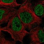 ELL3 Polyclonal Antibody