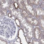 TINAG Polyclonal Antibody
