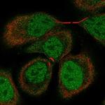 ORP7 Polyclonal Antibody