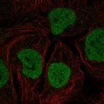 l-Myc Polyclonal Antibody