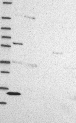 ZBTB1 Antibody in Western Blot (WB)