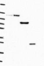 TMEM59 Antibody in Western Blot (WB)