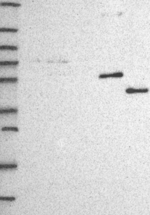 CYP3A7 Polyclonal Antibody