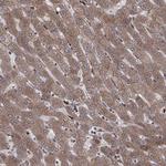 YIF1A Polyclonal Antibody