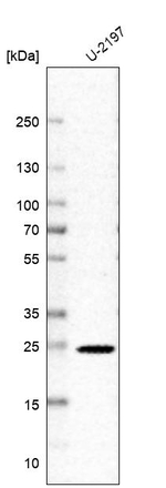 YIF1A Antibody in Western Blot (WB)