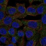 STAC2 Polyclonal Antibody