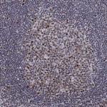 C9orf114 Polyclonal Antibody