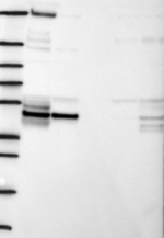 C9orf114 Antibody in Western Blot (WB)