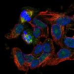 RASSF4 Polyclonal Antibody