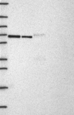 USP39 Antibody in Western Blot (WB)