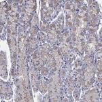 PDZD3 Antibody in Immunohistochemistry (Paraffin) (IHC (P))