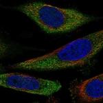 SLC25A43 Polyclonal Antibody