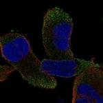 CPZ Polyclonal Antibody