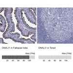 DNALI1 Polyclonal Antibody