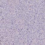 PTGDR Antibody in Immunohistochemistry (Paraffin) (IHC (P))