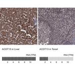 THEM2 Polyclonal Antibody