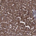 THEM2 Antibody in Immunohistochemistry (Paraffin) (IHC (P))