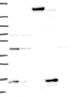 THEM2 Antibody in Western Blot (WB)