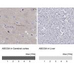 ABCG4 Polyclonal Antibody