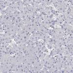 ABCG4 Antibody in Immunohistochemistry (Paraffin) (IHC (P))