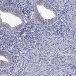 DDX3Y Antibody in Immunohistochemistry (Paraffin) (IHC (P))