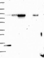 SLC2A13 Antibody in Western Blot (WB)
