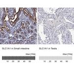 EAAC1 Polyclonal Antibody