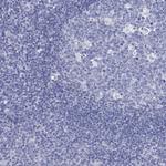 C4orf47 Antibody in Immunohistochemistry (Paraffin) (IHC (P))