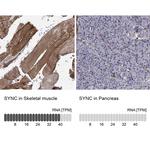 SYNC Polyclonal Antibody