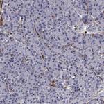 SYNC Antibody in Immunohistochemistry (Paraffin) (IHC (P))